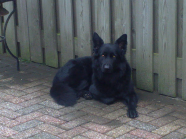 Oud Duitse Herdershond