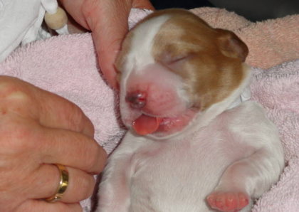 Of The New Born Beauty's