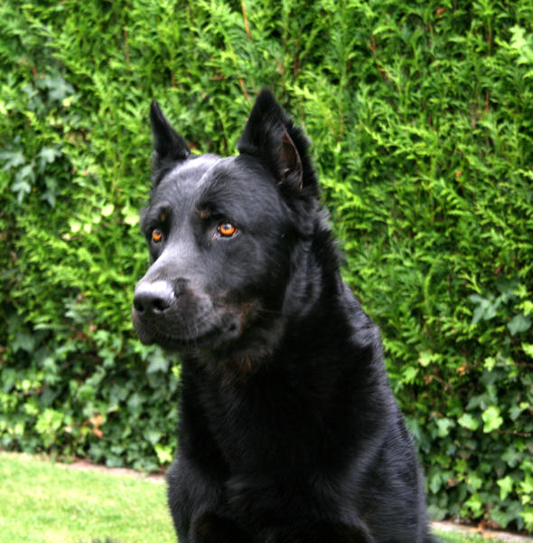 Beauceron