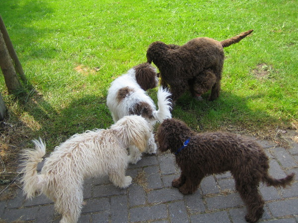 Lagotto Romagnolo