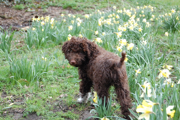 Lagotto Romagnolo
