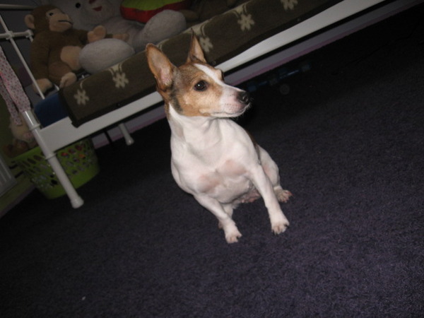 Jack Russell Terrier