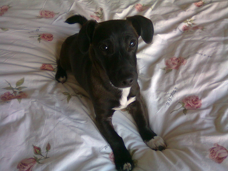 Jack Russell Terrier