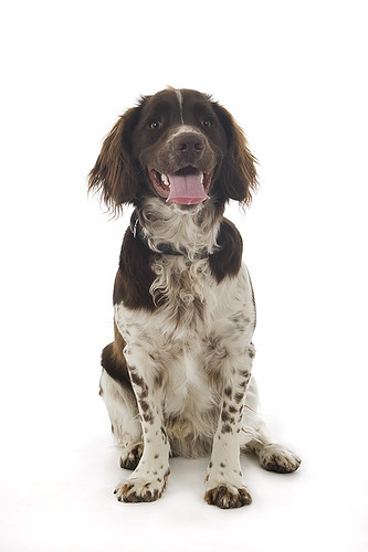 Engelse Springer Spaniel