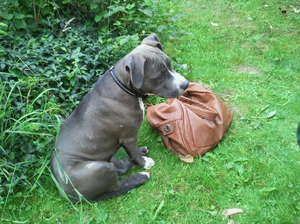 American Staffordshire Terrier