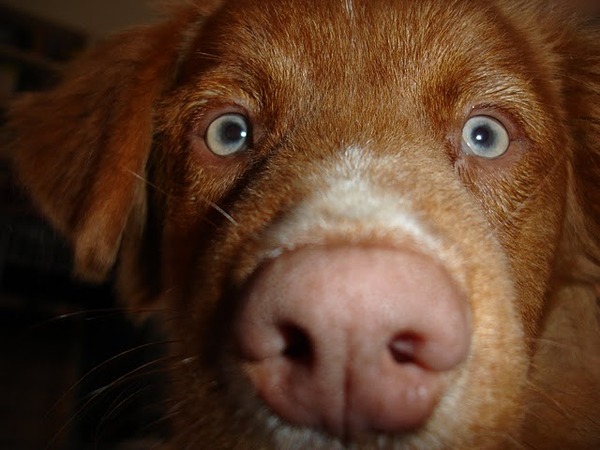 Tukkers nieuwsgierige neus