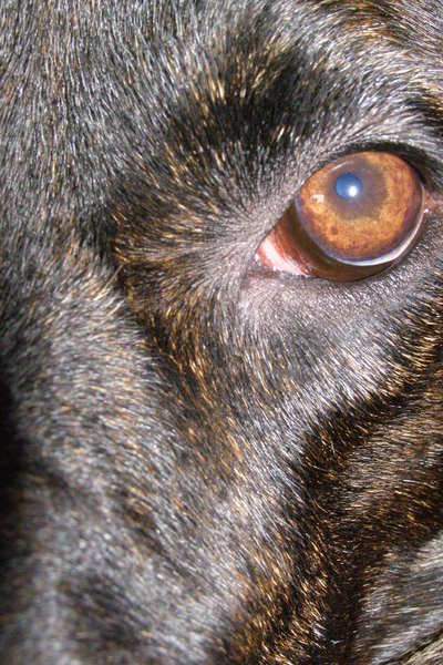 Het mooie oog van Mindy