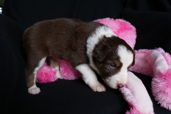 Eye of O`Shaydee Border Collies