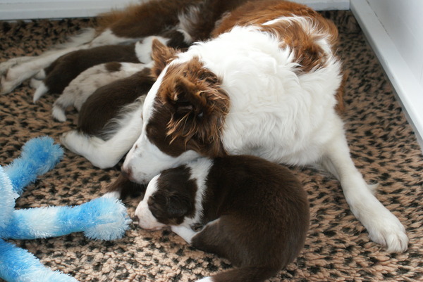 Eye of O`Shaydee Border Collies