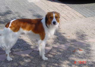 Kooikerhondje