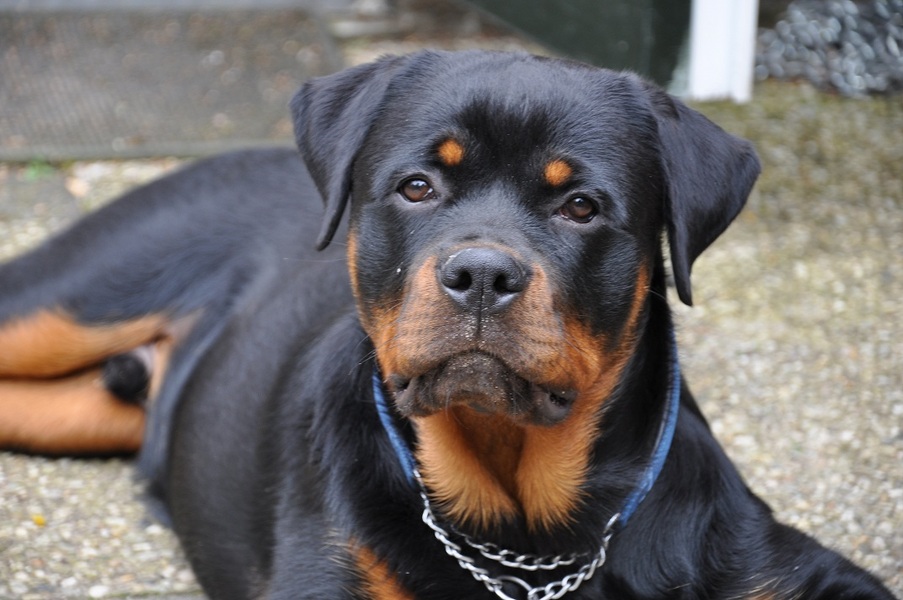 Rottweiler
