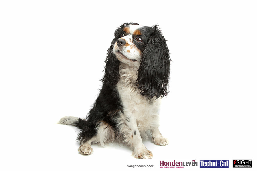 Cavalier King Charles Spaniel