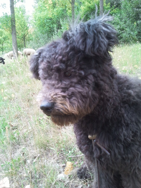 Pumi