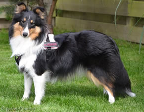 Sheltie
