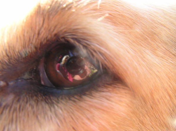 Heel verrassend, oog van Shiva.