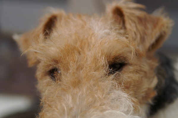 de kijkers van Morris