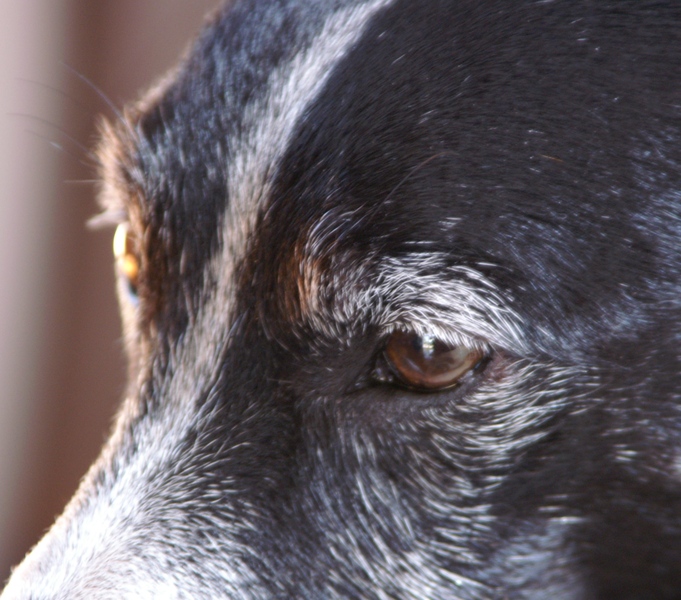 Kijkers van onze oude, trouwe Flos!