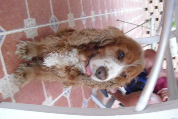 Engelse Cocker Spaniel