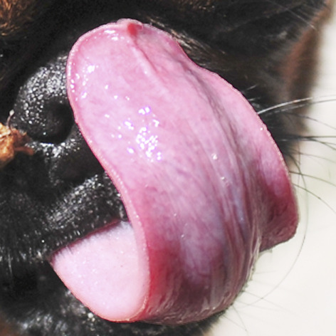 Waar een klein hondje groot in kan zijn