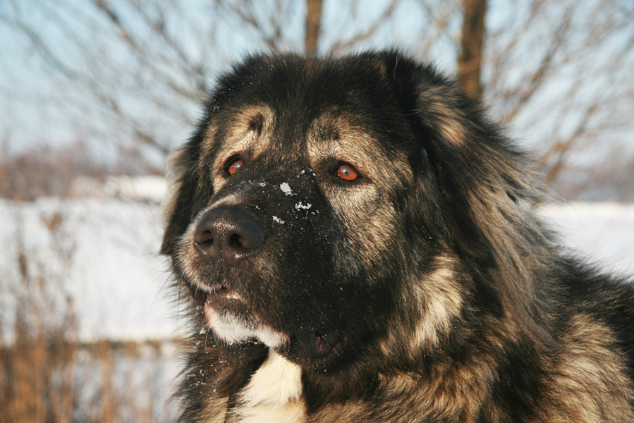 Kaukasische Owcharka