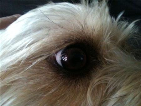 My little doggieee <3