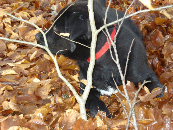 Verstoppertje spelen: Hopen dat ze me zo niet zien hoor!