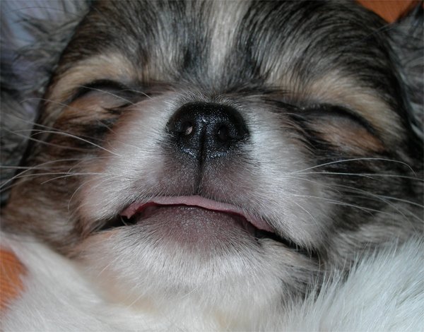 Sammy moe van het spelen..