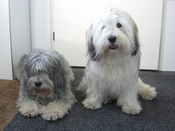 Polski Owczarek Nizinny