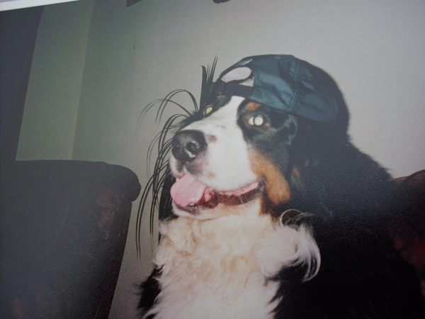 Berner Sennenhond