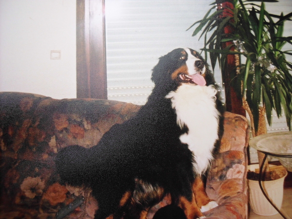 Berner Sennenhond