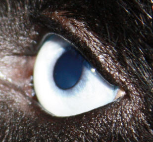 eye