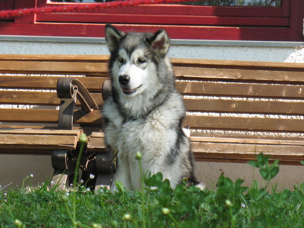 Alaskan Malamute