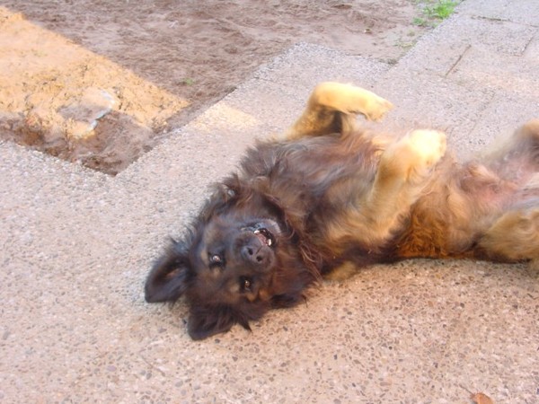 Leonberger