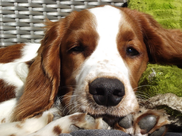 Welsh Springer Spaniel