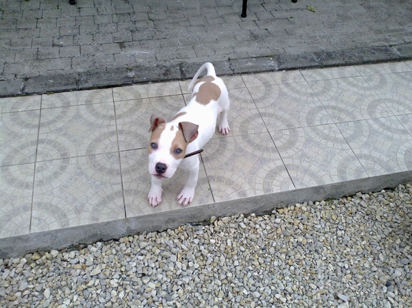 American Staffordshire Terrier