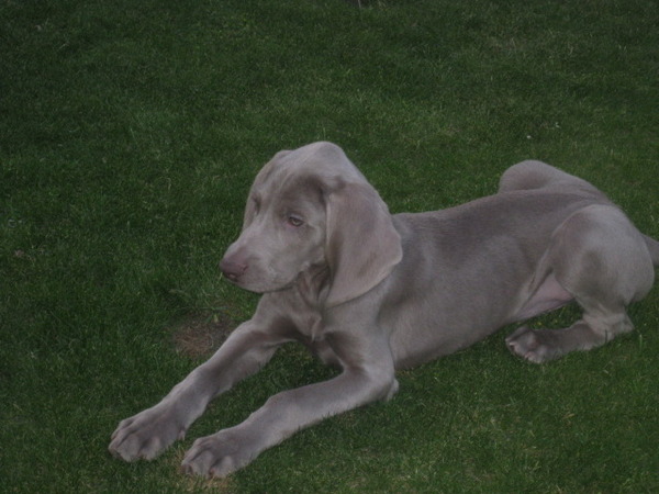 Weimaraner