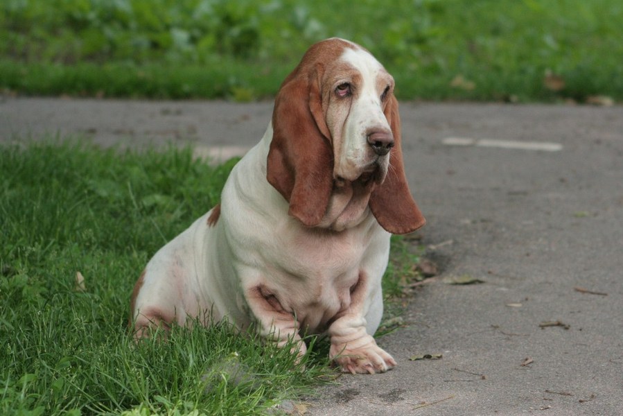 Basset Hound