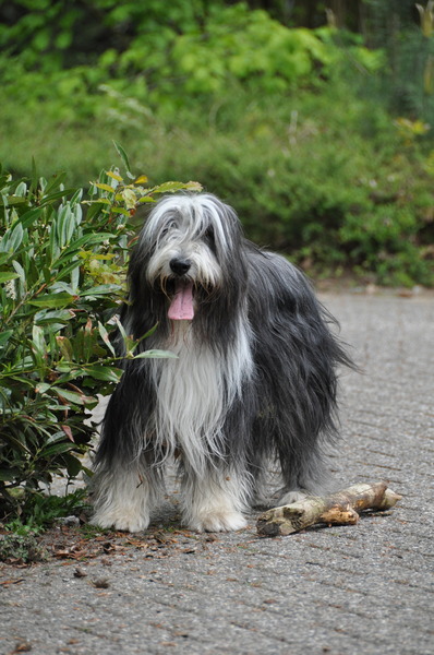 Bearded Collie