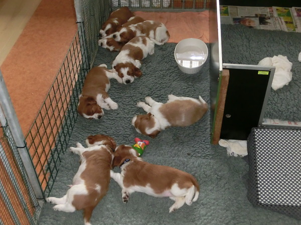 Of The New Born Beauty,s