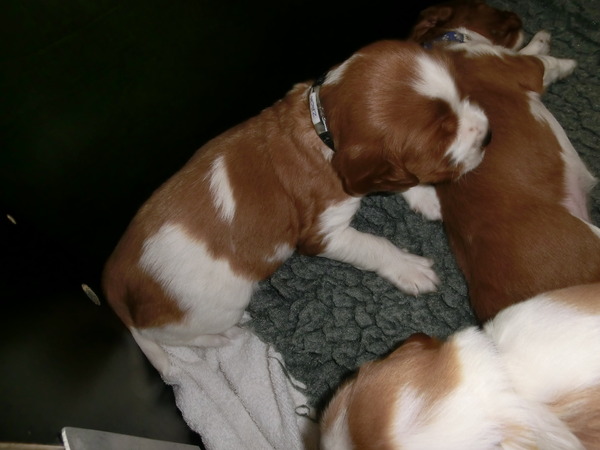 Of The New Born Beauty,s