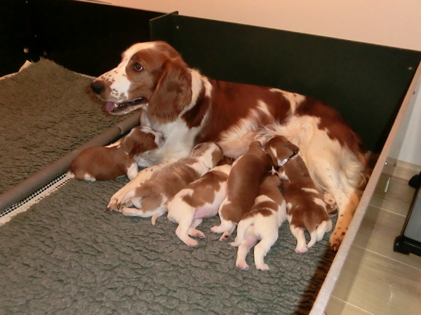 Of The New Born Beauty,s