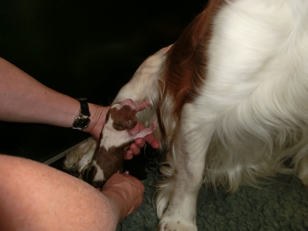 Of The New Born Beauty,s