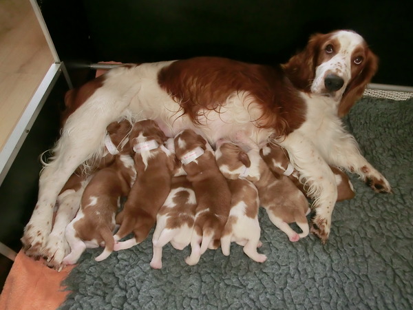 Of The New Born Beauty,s