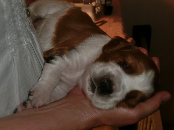 Of The New Born Beauty,s