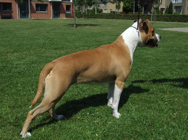 Roco's Amstaff