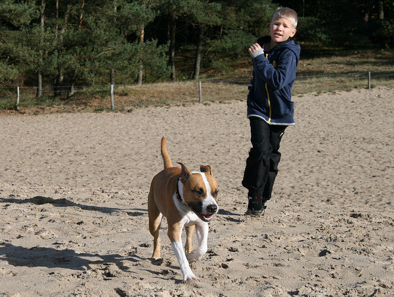 Roco's Amstaff