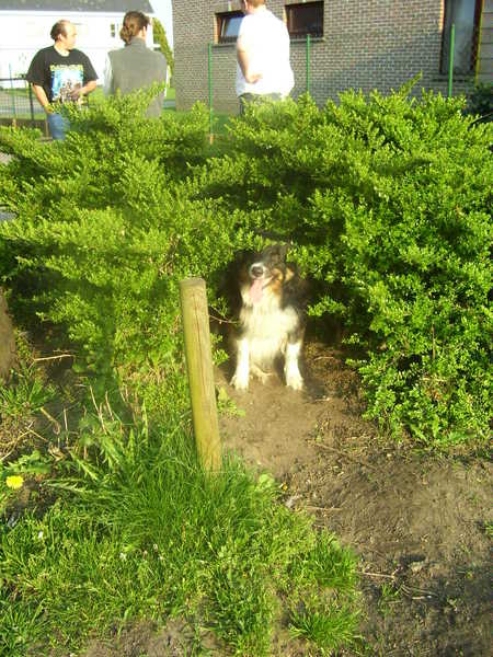 ons baja in het bosje