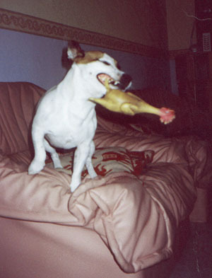 in de weer met z'n kip