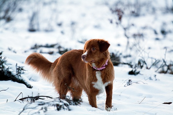 Nova Scotia Duck Tolling Retriever