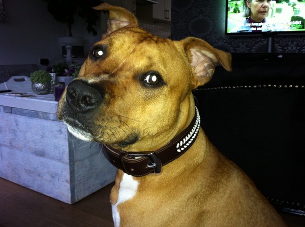 American Staffordshire Terrier